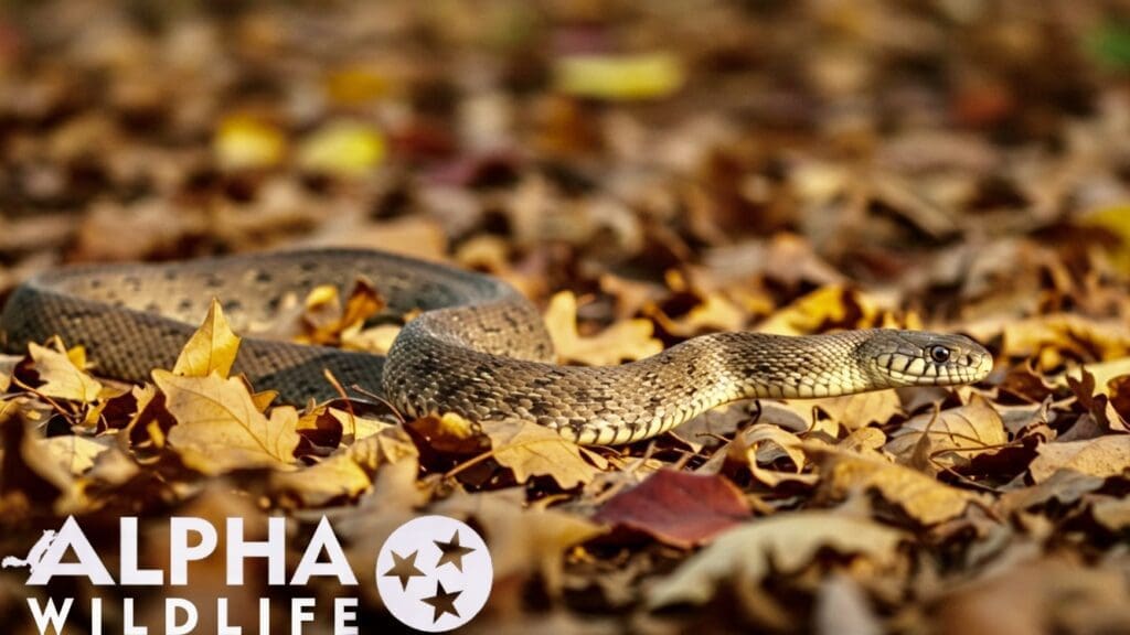 Snake removal in Columbia SC